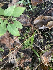 Riccia huebeneriana