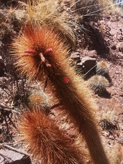 Cleistocactus