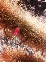 Cleistocactus
