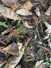 Riccia huebeneriana
