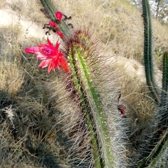 Borzicactus sepium