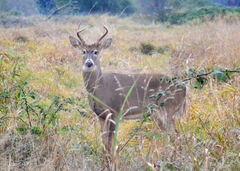 Odocoileus virginianus leucurus