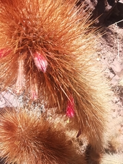 Cleistocactus