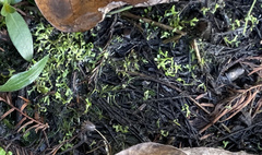 Riccia huebeneriana