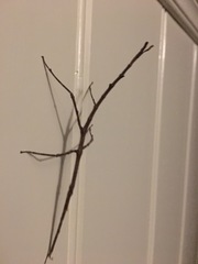 Phasmatinae