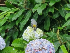 Motacilla cinerea patriciae
