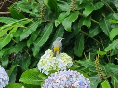 Motacilla cinerea patriciae