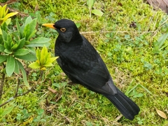 Turdus merula azorensis