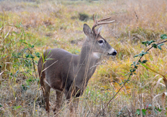 Odocoileus virginianus leucurus