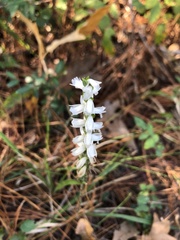 Spiranthes
