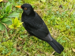 Turdus merula azorensis
