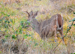 Odocoileus virginianus leucurus