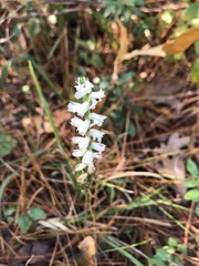 Spiranthes