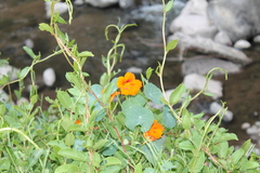 Tropaeolum majus