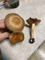Cortinarius glaucopus