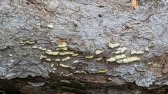 Cerrena unicolor