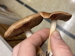 Cortinarius glaucopus