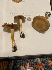 Cortinarius glaucopus