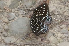 Lexias dirtea