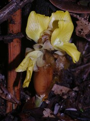 Goeppertia zingiberina