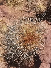 Parodia maassii