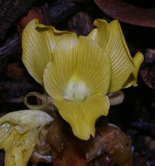 Goeppertia zingiberina