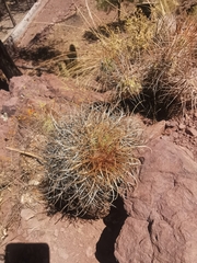 Parodia maassii