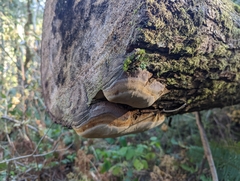 Phellinus alni