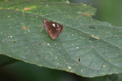 Notocrypta curvifascia