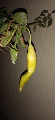 Capsicum baccatum