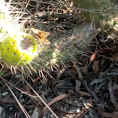 Hylephila phyleus
