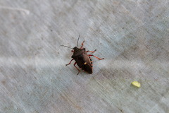 Pinthaeus sanguinipes