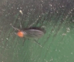Dilophus pectoralis