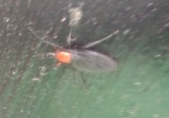 Dilophus pectoralis