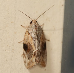 Etanna breviuscula