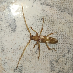 Eburodacrys dubitata