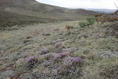 Oxytropis borissoviae