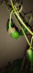 Spondias purpurea