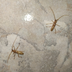 Eburodacrys dubitata