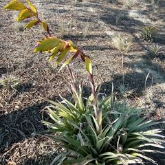 Tillandsia lajensis