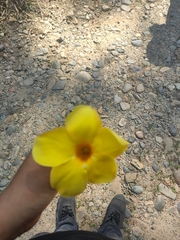 Allamanda