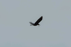 Corvus
