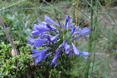 Agapanthus