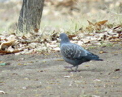 Patagioenas maculosa