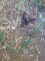 Anuroctonus pococki pococki