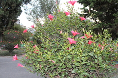 Hibiscus