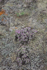 Oxytropis borissoviae
