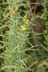 Euthamia occidentalis