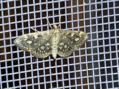 Anania tertialis