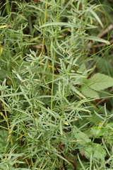 Euthamia occidentalis